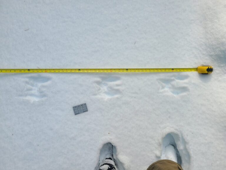 Western Gray Squirrel bounding trail, traveling right.