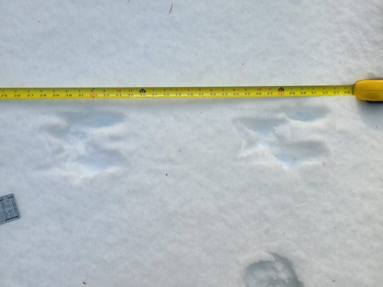 Western Gray Squirrel bounding trail, traveling right.