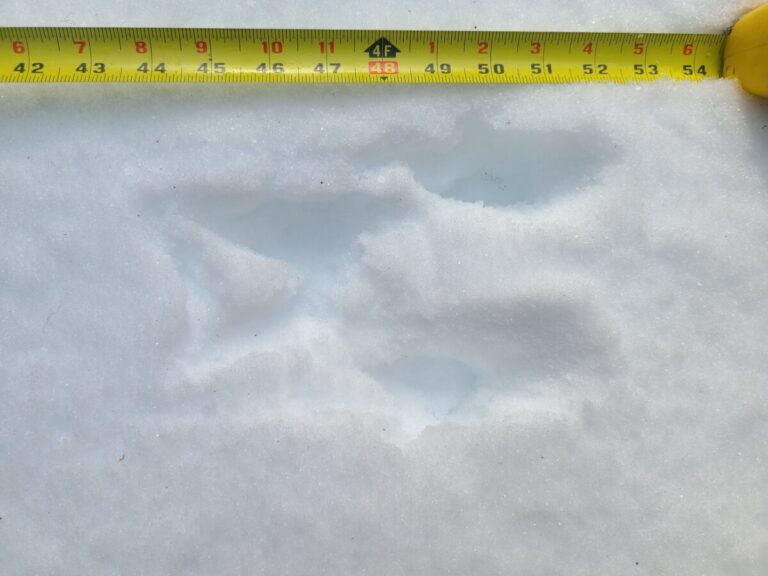 Western Gray Squirrel set of four feet, fronts close together on the left and rears farther apart on the right. Travel direction to the right.