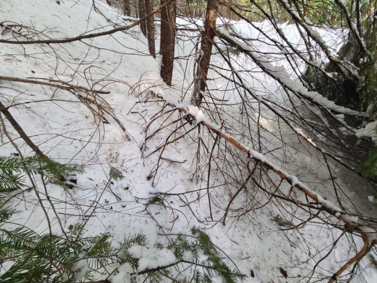 Bark removed from this conifer limb, but no incisor marks.