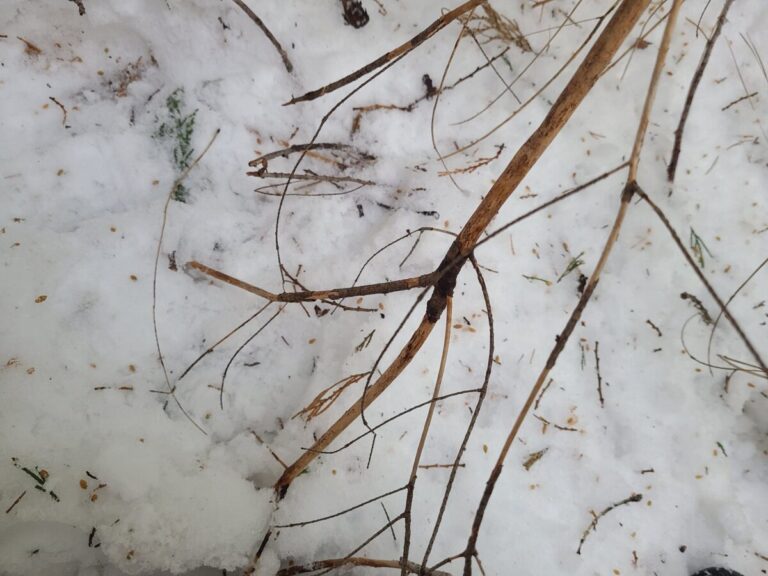 Bark removed from this conifer limb, but no incisor marks.