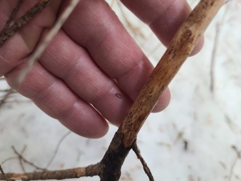 Bark removed from this conifer limb, but no incisor marks.