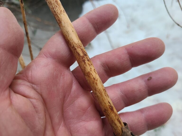 Bark removed from this conifer limb, but no incisor marks.