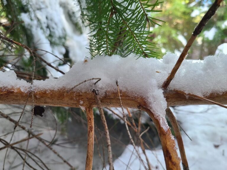 Bark removed from this conifer limb, but no incisor marks.
