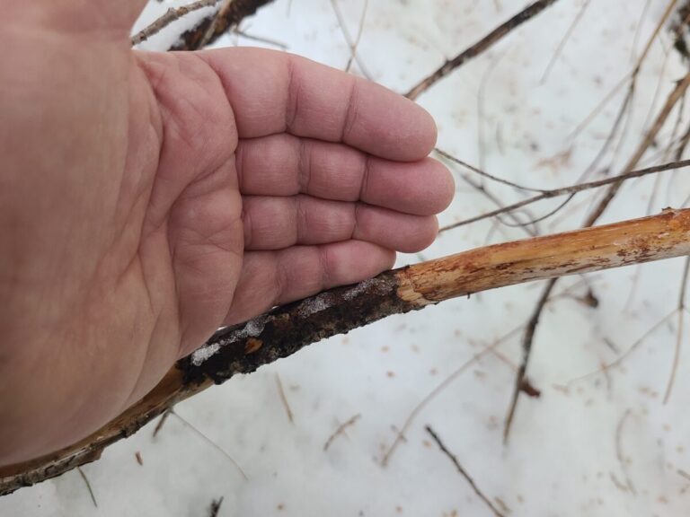 Bark removed from this conifer limb, but no incisor marks.