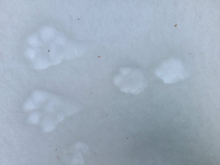 Snowshoe Hare slow bound, going left, with good track definition.