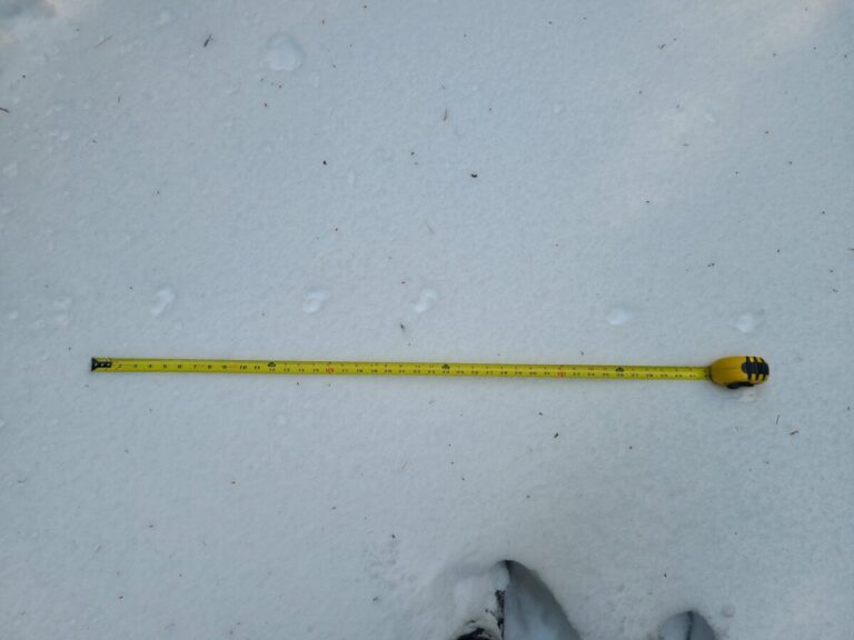 A weasel bound trail. Note the diagonal orientation of the track impressions compared to the line of the trail.