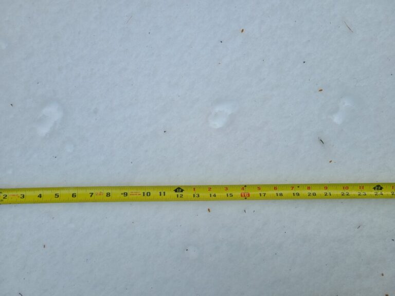 Notice the two somewhat offset impressions (one more forward than the other) in each track set.