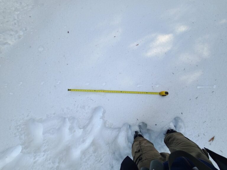 A weasel bound trail showing the alternating long and short distances between track sets.
