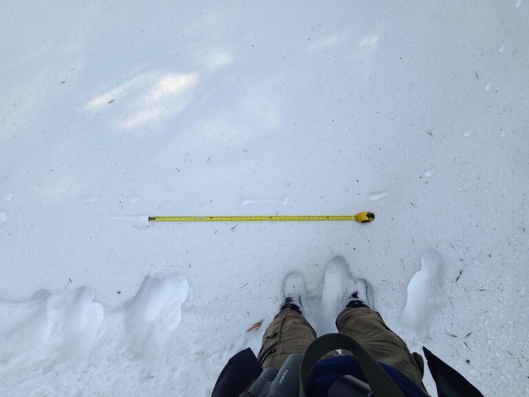 A weasel bound trail showing the alternating long and short distances between track sets.