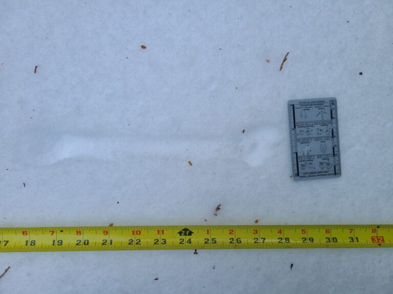 The "dog bone" within a weasel bound trail.