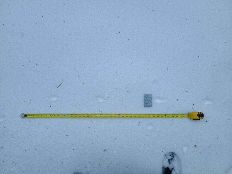 A weasel bound trail in soft snow, making it difficult to discern left and right side footfalls.