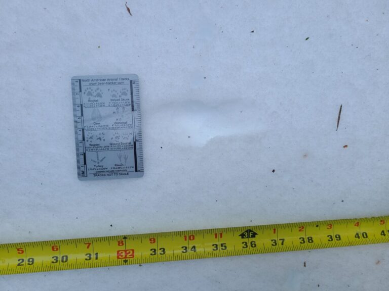 One rather obscure impression due to deeper softer snow along a weasel bound trail.