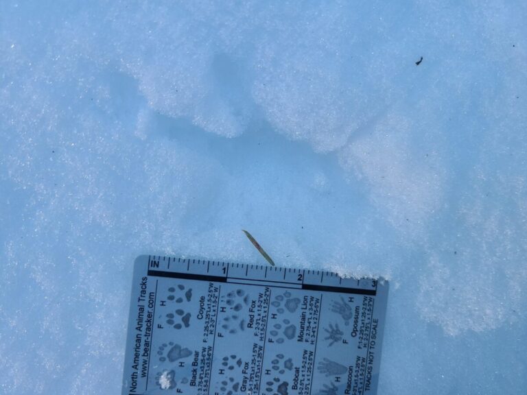One grouse track showing all toes.