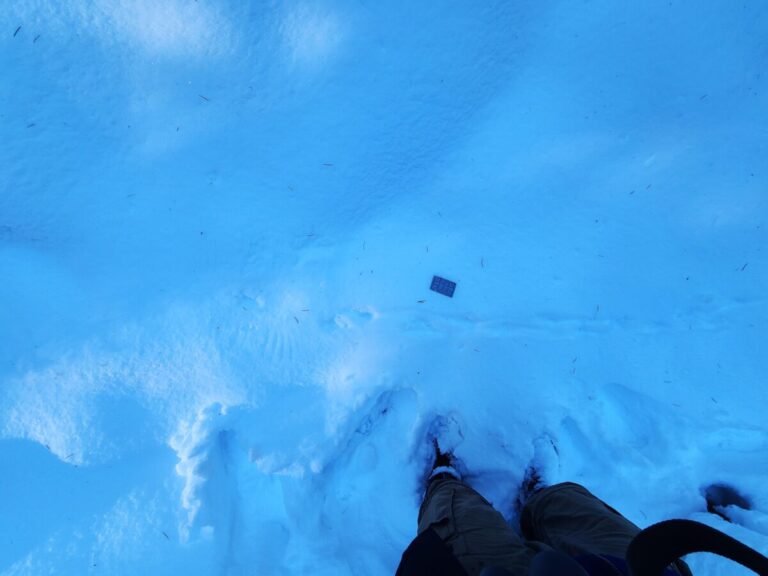 Grouse trail walking right to left, then wing marks at takeoff.