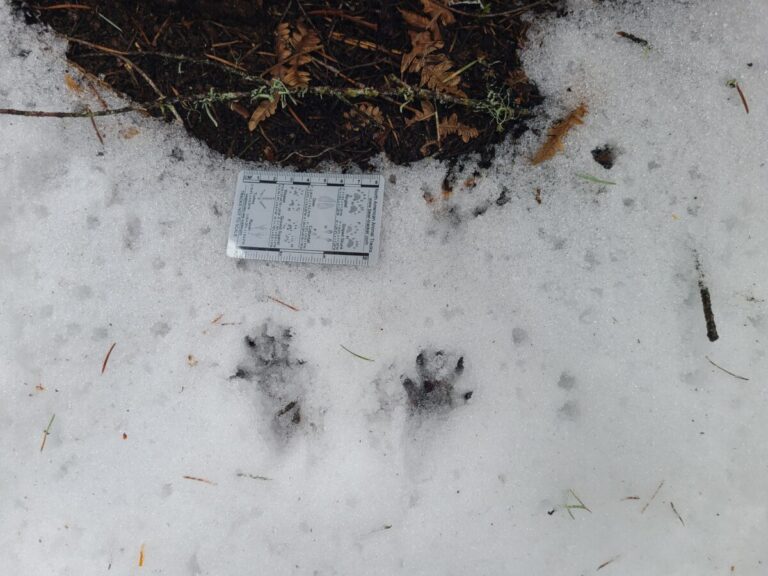 Western Gray Squirrel tracks at the base of a tree which it climbed.