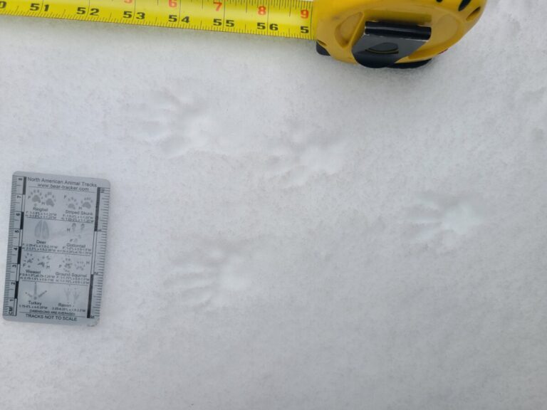 Nice detail on a Western Gray Squirrel slow bound track set.