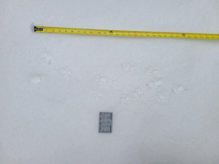 Western Gray Squirrel tracks.