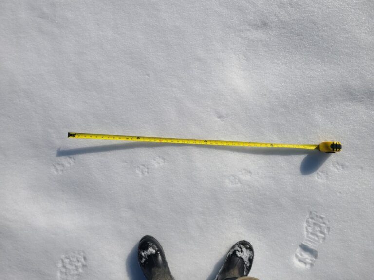 Side trot on a thin layer of fresh snow over an ice crust, thus the toes register even less than in slightly deeper snow. If you look closely you can see that the upper (left side of the trail) tracks are smaller and with only a dot of a meta pad whereas the lower prints (right side of trail) are larger with a more significant bar-shaped meta pad. These represent the hind and front feet respectively. Traveling right.