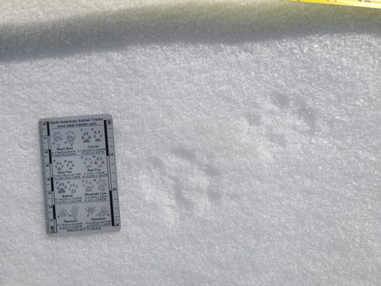 Zoomed in we can see the subtle differences between the hind (upper right) and front (lower left) tracks on this fox.