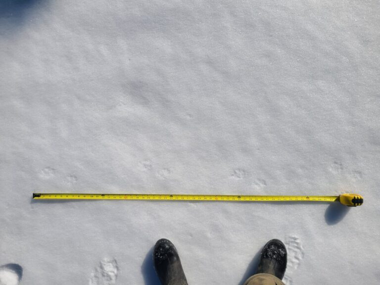 Side trot on a thin layer of fresh snow over an ice crust, thus the toes register even less than in slightly deeper snow. If you look closely you can see that the upper (left side of the trail) tracks are smaller and with only a dot of a meta pad whereas the lower prints (right side of trail) are larger with a more significant bar-shaped meta pad. These represent the hind and front feet respectively. Traveling right.