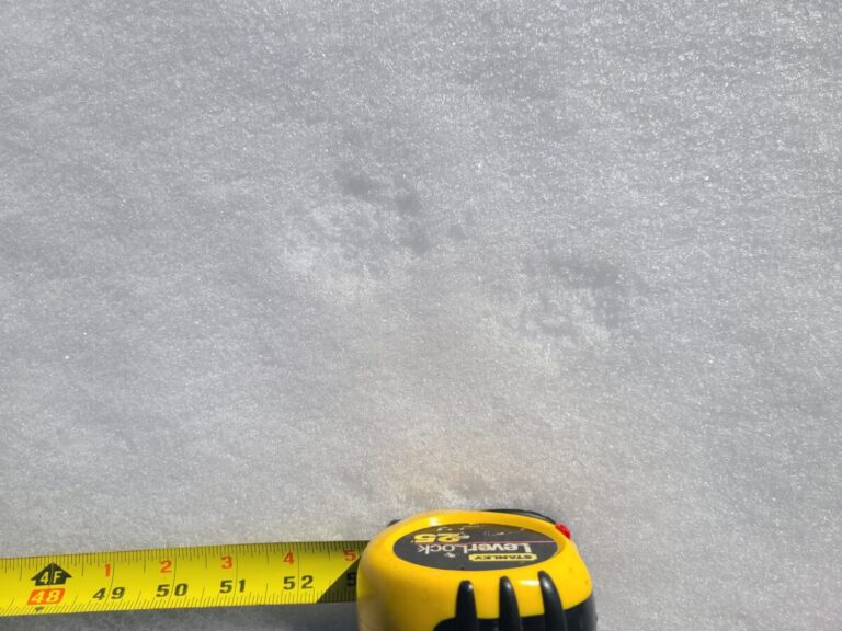 As we zoom in to some of these tracks, one might wonder which end is which? Here the upper/front foot shows a couple of the front toes an a subtle carpal bar, while the lower/hind foot barely shows the front toes and really not much other definition.