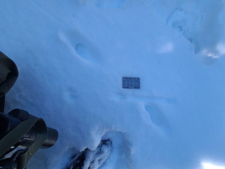 Weasel bound trail including the "dog bone" pattern connecting two of the closer track sets.