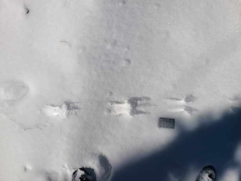 Douglas's Squirrel bound and drag marks. Moving left to right.