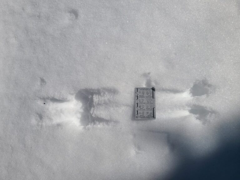 Douglas's Squirrel bound and drag marks. Moving left to right.