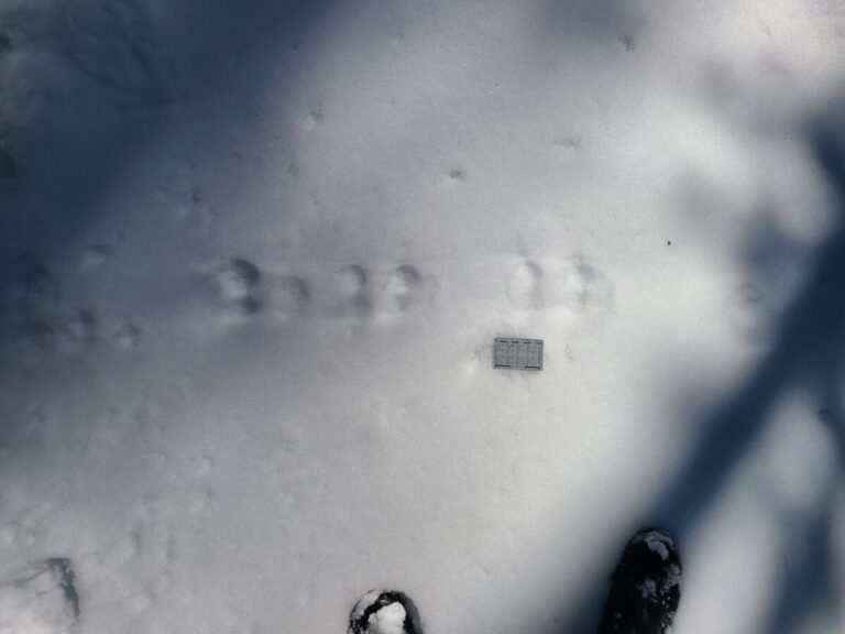 Douglas's Squirrel bound and drag marks. Moving left to right. These are older tracks as indicated by the lack of thrown snow crumbs and very smooth (melted out) appearance.