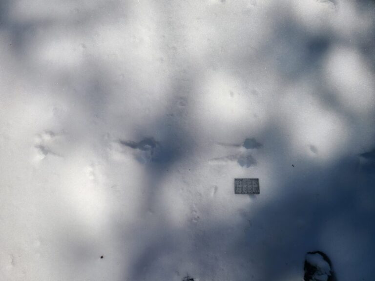 Douglas's Squirrel bound and drag marks. Moving left to right.