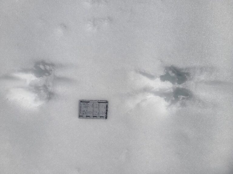 Douglas's Squirrel bound and drag marks. Moving left to right.