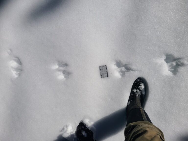 Douglas's Squirrel bound and drag marks. Moving right to left.