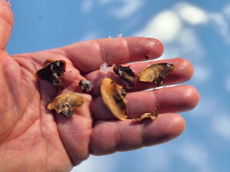 True fir (Abies sp.) cone scales stripped by a Douglas's Squirrel.