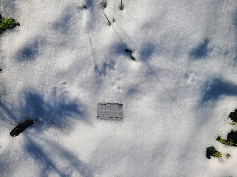 Bounding tracks of a Deer Mouse. As with rabbits and hares, in this gait the mice push off with their rear feet, land first with their front feet, and let their rear feet straddle their fronts and land farther than the fronts. Thus, in bounding tracks such as these, the direction of travel is towards the back feet. Often time the front feet land in nearly the same location so you may see only three dots in the snow instead of four.