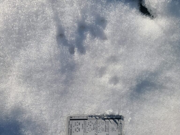 Bounding tracks of a Deer Mouse. Two different directions are represented here. The more shaded track sets show the paired front feet below and the rear feet above, meaning the mouse was moving toward the top of this image. The single set of tracks in more sunlight was moving what direction?