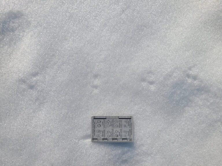 Bounding tracks of a Deer Mouse. As with rabbits and hares, in this gait the mice push off with their rear feet, land first with their front feet, and let their rear feet straddle their fronts and land farther than the fronts. Thus, in bounding tracks such as these, the direction of travel is towards the back feet. Often time the front feet land in nearly the same location so you may see only three dots in the snow instead of four.