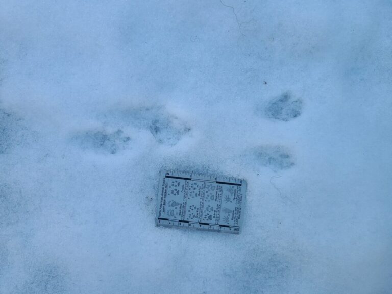 An unusual lagomorph-like track set of a Douglas's Squirrel. Look closely for 4 toes on the front feet (left) and 5 toes on the hind feet (right).