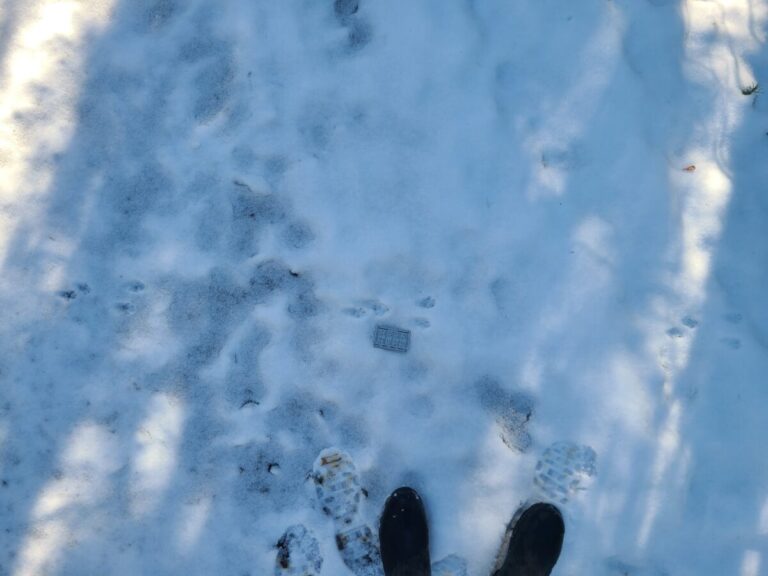 A very lagomorph-like bounding trail of a Douglas's Squirrel. Zooming in the the tracks I could see 4 toes on the front feed and 5 toes on the hinds.