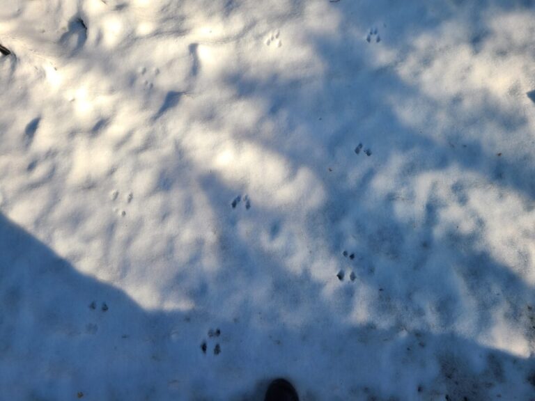 Several bounding trails of a chipmunk.