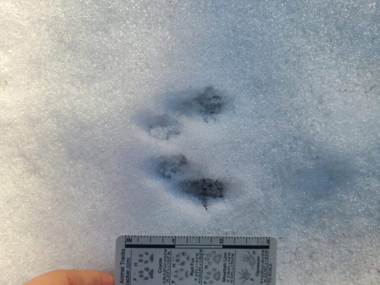 Small dimensions of a chipmunk bound.