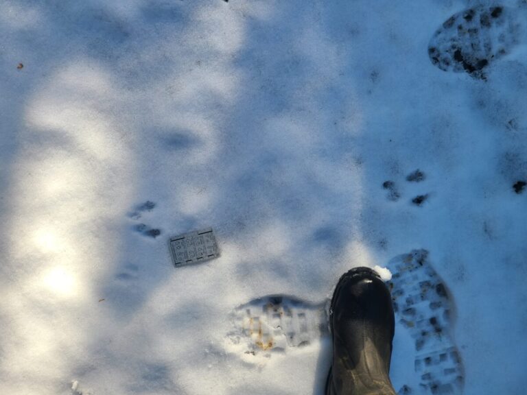 A chipmunk bound, moving left to right.