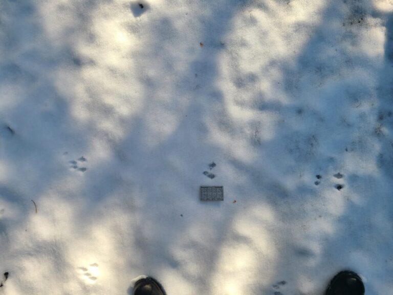 Chipmunk bounding trail.