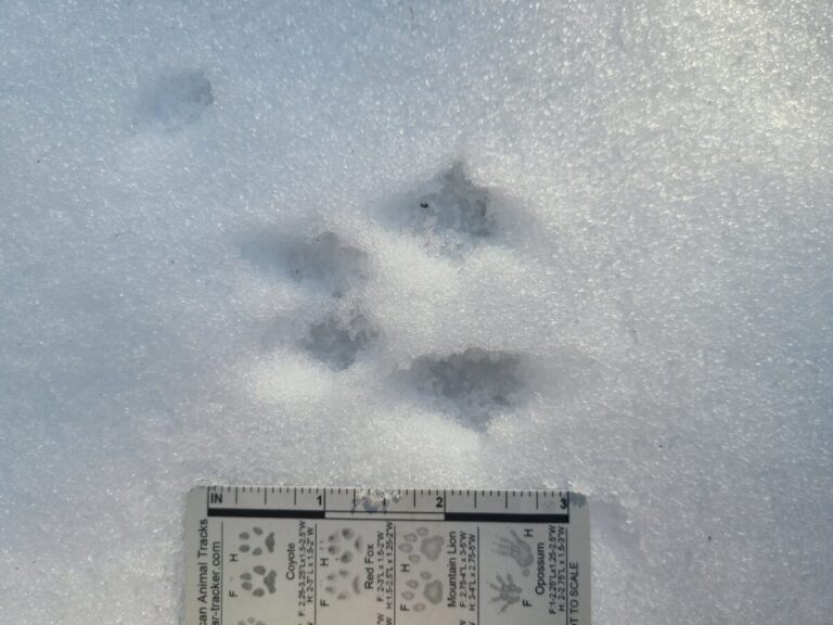 Close-up of chipmunk bounding track set.