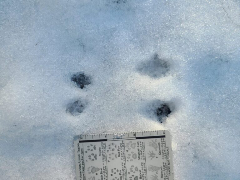 Close-up of chipmunk bounding track set, with greater than average distance between the fronts and hinds, perhaps due to a thinner snow surface.