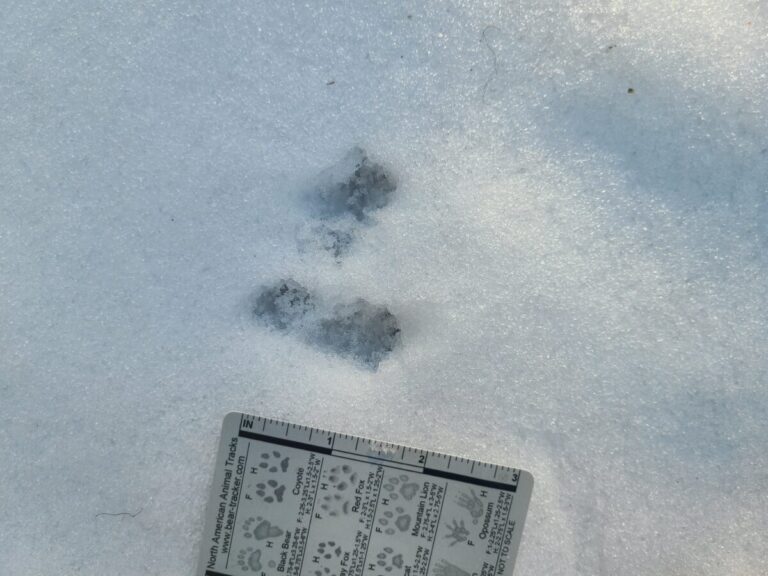 A chipmunk track set with the fronts very close to the hinds.