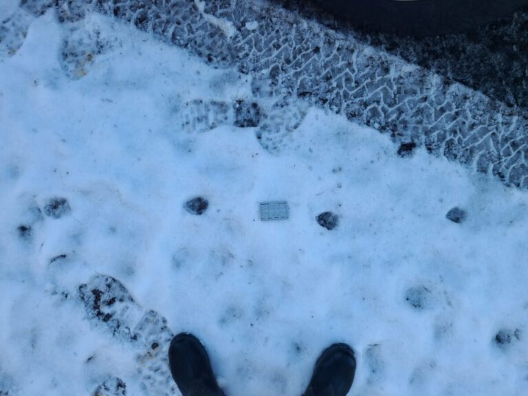 More melted out tracks, with little detail left within each track. I am calling these fox versus coyote mostly by size (taking melt into account) and stride length.