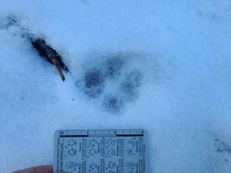 Somewhat melted out track.