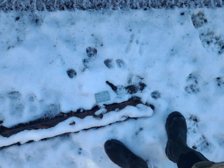 More melted out tracks.