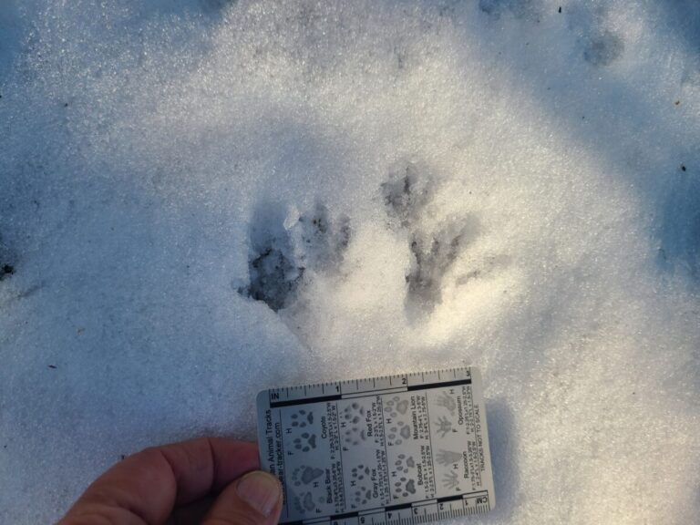 Unusually detailed foot prints of a Douglas's Squirrel.